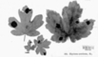 Rhytisma acerinum image